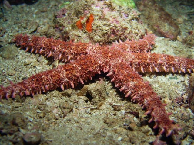 Descubre la flora y fauna marina de Puerto Vallarta